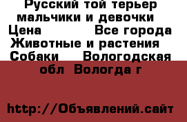 Русский той-терьер мальчики и девочки › Цена ­ 8 000 - Все города Животные и растения » Собаки   . Вологодская обл.,Вологда г.